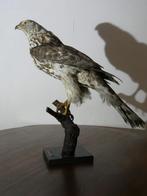 Opgezette havik, Verzamelen, Dierenverzamelingen, Ophalen of Verzenden