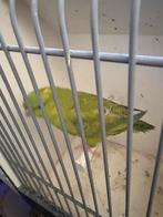 Catarina parkiet, Dieren en Toebehoren, Vogels | Parkieten en Papegaaien, Vrouwelijk, Parkiet