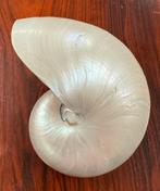 Witte parelmoer nautilusschelp ca 15 cm, Ophalen of Verzenden, Mineraal