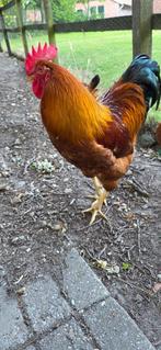 pluimvee, Dieren en Toebehoren, Pluimvee, Mannelijk, Kip