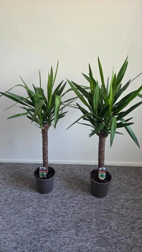 2 Yucca Planten 110cm, Huis en Inrichting, Kamerplanten, Yucca, 100 tot 150 cm, Groene kamerplant, Halfschaduw, In pot, Ophalen