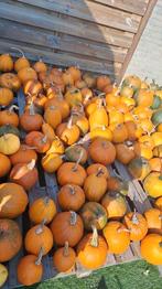 Halloween pompoenen sier eetbare fles sier pompoenen, Ophalen