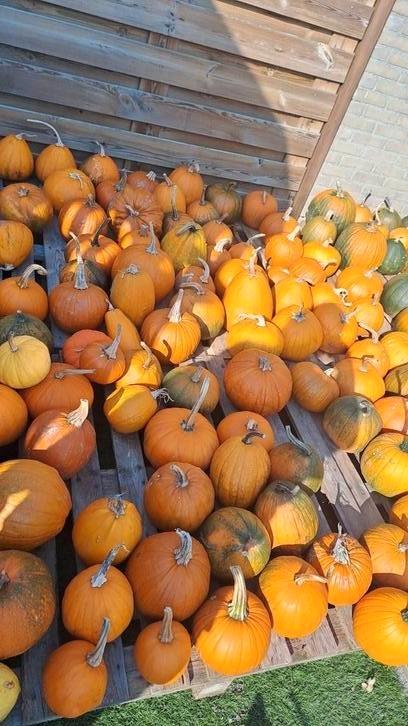 Halloween pompoenen sier eetbare fles sier pompoenen, Diversen, Levensmiddelen, Ophalen