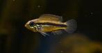 Jonge apistogramma agassizii F1, Dieren en Toebehoren, Vis