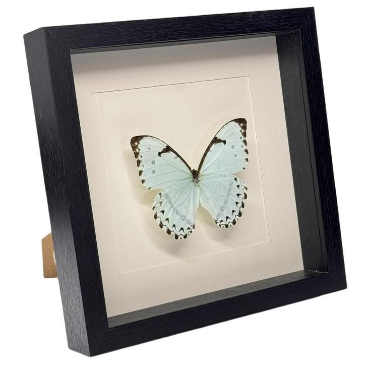 Morpho catenarius vlinder passe partout 25x25 cm, Verzamelen, Dierenverzamelingen, Nieuw, Opgezet dier, Insect, Ophalen of Verzenden