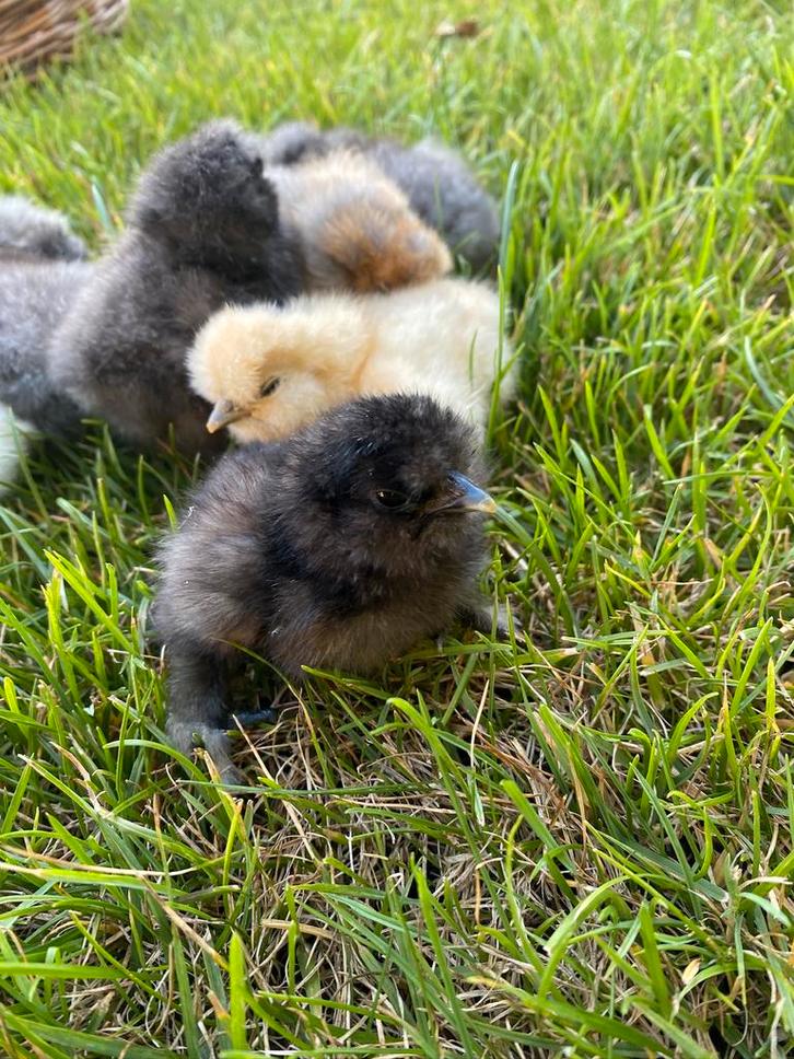 Kuikentjes USA Zijdehoen, Dieren en Toebehoren, Pluimvee, Kip, Geslacht onbekend