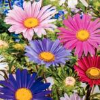 Zaden Aster Madeleine - Callistephus chinensis Madeleine Mix, Verzenden, Voorjaar, Volle zon, Zaad