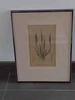 Botanische prent in lijst, Ophalen of Verzenden