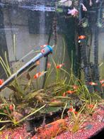 zwaarddrager koi kohaku, Vis, Zoetwatervis, Schoolvis
