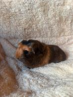 Goed tehuis gezocht voor heel lief en mooi Coronet beertje, Dieren en Toebehoren, Cavia, Augustus, Mannelijk, Tam
