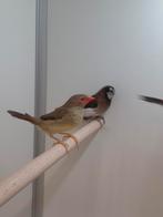 2-0 Binsen astrildes, Mannelijk, Tropenvogel, Geringd