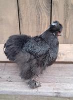 Usa zijdehoen motteld hen, Dieren en Toebehoren, Pluimvee, Vrouwelijk, Kip