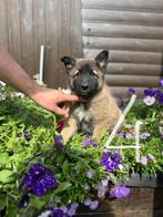 Tervuerense herdershond, Dieren en Toebehoren, 8 tot 15 weken, Meerdere, Meerdere dieren, Herder