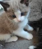 George – Zachtaardige Speler met stijl (seal mink bicolor), Dieren en Toebehoren, Katten en Kittens | Raskatten | Langhaar, Kater
