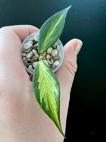 Hoya polyneura (inner variegated) 2, zelden aangeboden beschikbaar voor biedingen