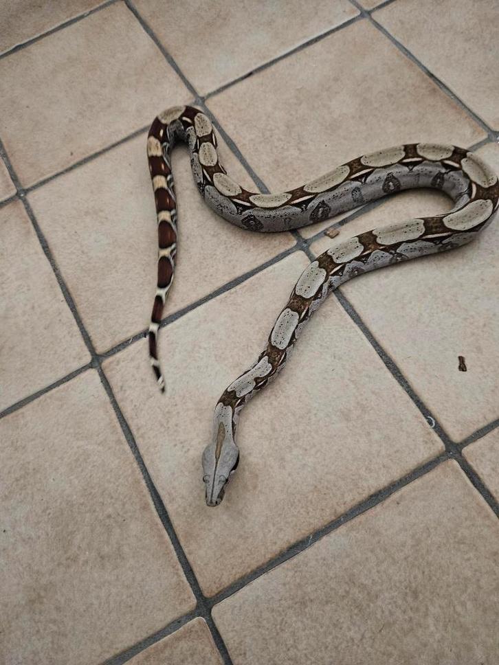 femelle boa constrictor constrictor guyana