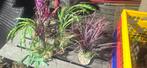 Aquarium Plantjes en hout., Dieren en Toebehoren, Vissen | Aquaria en Toebehoren, Ophalen of Verzenden, Plant(en), Steen of Hout