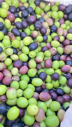 100% Marokkaanse olijfolie, Tuin en Terras, Ophalen of Verzenden, Minder dan 100 cm, Overige soorten, Lente