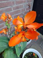 Canna Oranje Cannova Red Shades, Tuin en Terras, Ophalen of Verzenden, Voorjaar, Volle zon, Zaad