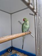 Blauw turquase opaline dominant bont, Dieren en Toebehoren, Vogels | Parkieten en Papegaaien, Mannelijk, Parkiet, Geringd