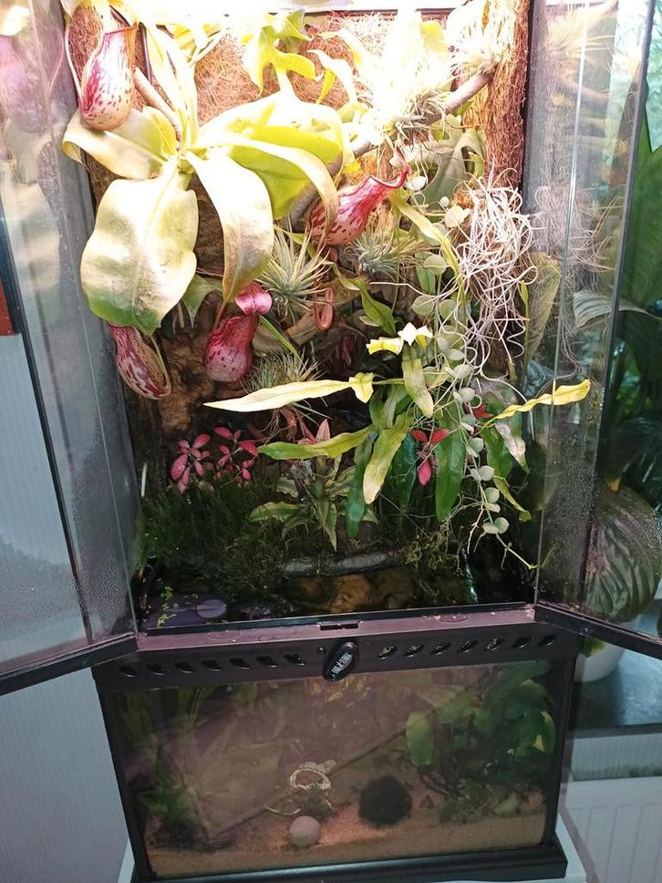 Terraria, Dieren en Toebehoren, Reptielen en Amfibieën | Toebehoren, Nieuw, Ophalen