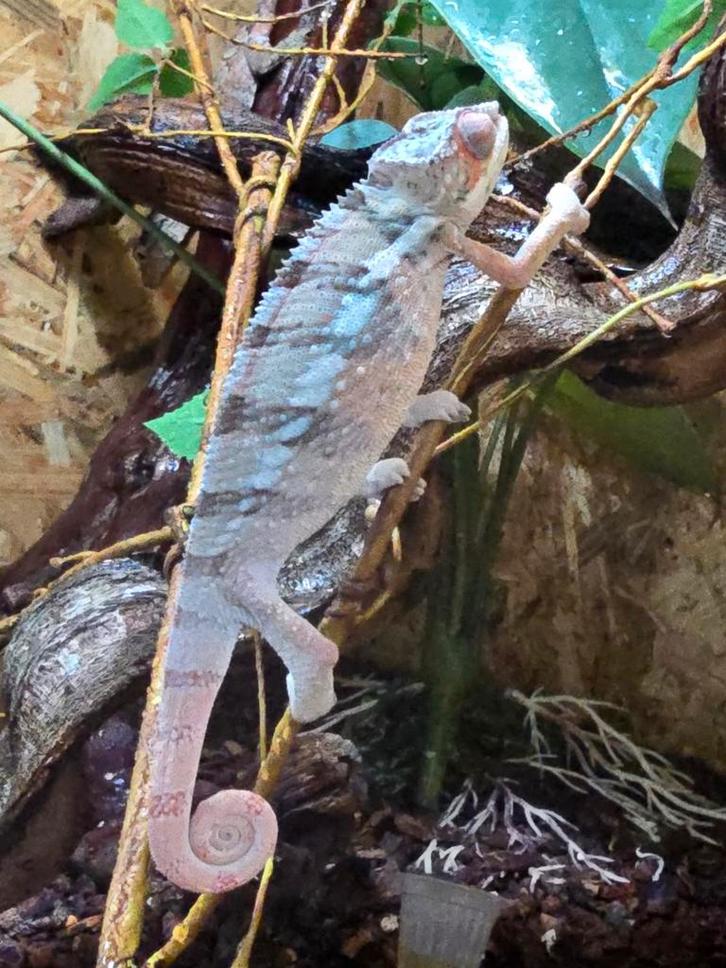 Nakweek 2025 furcifer pardalis ambilobe red