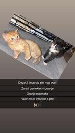 Lieve kittens, Meerdere dieren, Kortharig, 0 tot 2 jaar