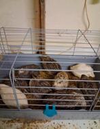 Japanse kwartels, Geslacht onbekend, Overige soorten