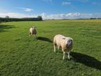 Mooie Dekrammen, Dieren en Toebehoren, Schapen, Geiten en Varkens, Mannelijk, Schaap, 0 tot 2 jaar
