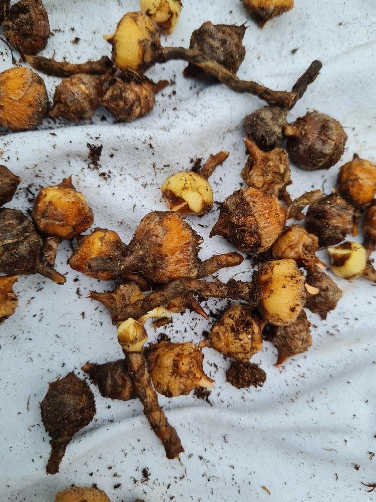 Alocasia polly knollen, Huis en Inrichting, Kamerplanten, Ophalen of Verzenden, Halfschaduw, Minder dan 100 cm