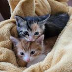 Kittens, Dieren en Toebehoren, Katten en Kittens | Raskatten | Korthaar, Meerdere dieren, Ontwormd, 0 tot 2 jaar
