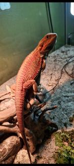 Prachtige baardagaam Man beschikbaar!, Hagedis, 0 tot 2 jaar