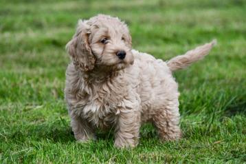 Cockapoo pups te koop beschikbaar voor biedingen