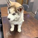 Husky pups, Dieren en Toebehoren, Honden | Poolhonden, Keeshonden en Oertypen, België, Particulier, Poolhond, Meerdere