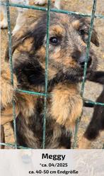 Leuke pupjes ter adoptie, Dieren en Toebehoren, Honden | Niet-rashonden, Particulier, Rabiës (hondsdolheid), 15 weken tot 1 jaar