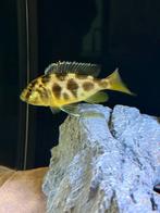 Malawi Cichlide, Dieren en Toebehoren