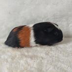 Super lieve jonge cavia zeugjes te koop, Dieren en Toebehoren, Knaagdieren, Augustus, Vrouwelijk, Cavia