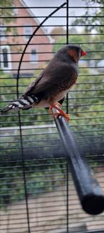 2 zebravinken (man/vrouw), Dieren en Toebehoren, Vogels | Overige Vogels, Meerdere dieren, Wildzangvogel