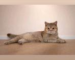 Britse korthaar - Golden shaded - Dek kater, Dieren en Toebehoren, Meerdere dieren