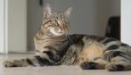 Gezocht: Een aanhankelijke kat, Dieren en Toebehoren, Katten en Kittens | Overige Katten, Kortharig, Geslacht onbekend