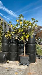 Ficus vijg, Ophalen, Bloeit niet, Volle zon, Overige soorten