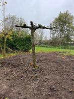 Dakplataan 50cm stamomtrek, Ophalen of Verzenden, Volle zon, Overige soorten