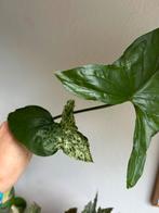 Syngonium, stek, verschillende soorten, zie advertentie, Ophalen of Verzenden, Overige soorten, Minder dan 100 cm
