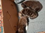 Unieke kittens Europese korthaar, Dieren en Toebehoren, Katten en Kittens | Raskatten | Korthaar, Poes, Ontwormd, 0 tot 2 jaar