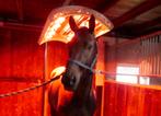 Solarium, Paardensolarium met ventilator en lift (8 Lampen), Verzenden