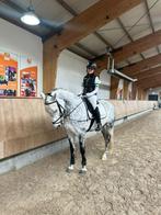 verzorgpony gezocht / verzorgste aangeboden, Ophalen of Verzenden, Nieuw