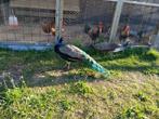koppel pauwen, Dieren en Toebehoren, Pluimvee, Meerdere dieren, Overige soorten