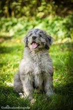 Lieve F1 Bernedoodle verwacht feb/maart 2026, Dieren en Toebehoren, Overige rassen, CDV (hondenziekte), 8 tot 15 weken, Meerdere