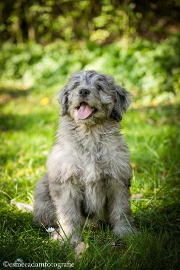 Lieve F1 Bernedoodle verwacht feb/maart 2026 beschikbaar voor biedingen