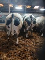 GERESERVEERD Te koop drachtige dikbil vaarzen, Vrouwelijk